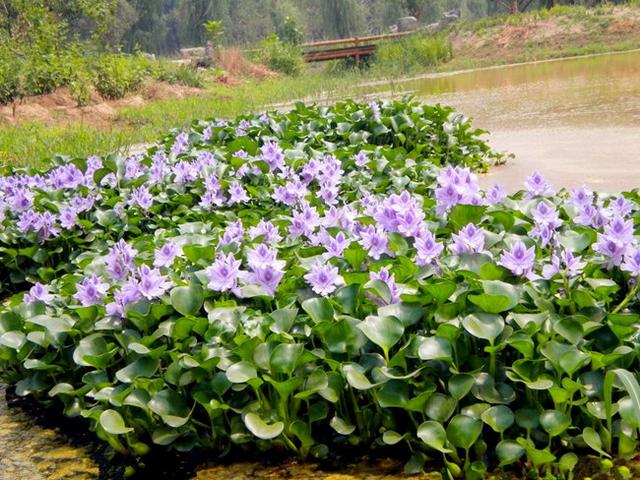 水养植物