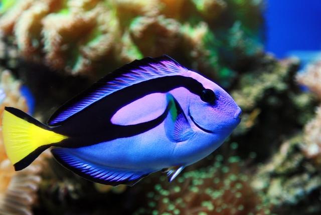 蓝倒吊(粉蓝倒吊) 资讯 第2张