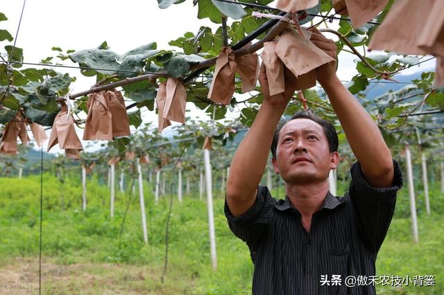 5月底到6月初果树幼果套袋正合适，果实套袋管理技术请收好