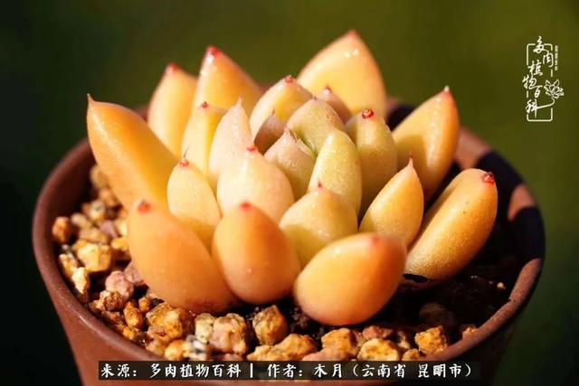 安康石英砂洗砂机厂家电话