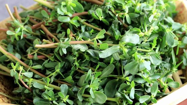 农村里田间地头上最常见又能吃的五种野菜，你认识几个？