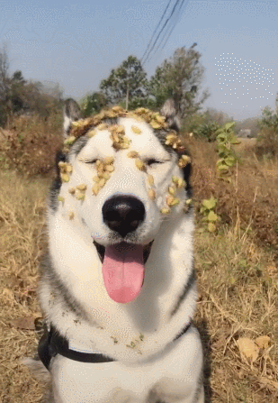 比苍耳子大的带刺是什么植物(苍耳为什么有刺)