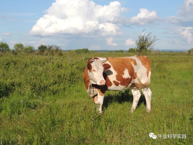 写给中国肉牛产业投资后来人的一封信