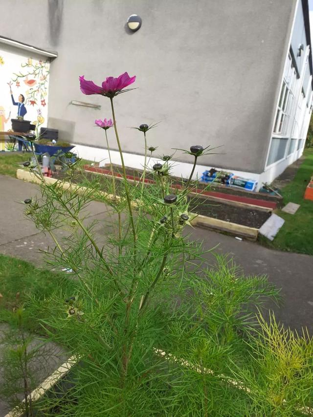 波斯菊 波斯菊（波斯菊和格桑花的区别） 生活