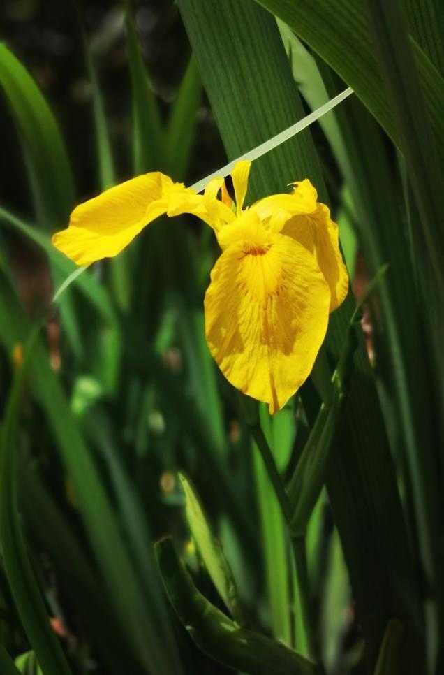 鸢尾花花语