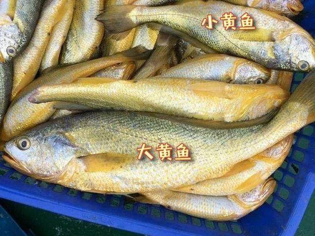 魚齡或超10年 重7斤能賣3萬多的野生大黃魚被捕獲 為何這麼貴 Kks資訊網