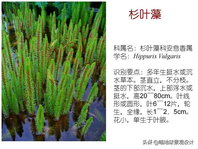 常见水生植物 常见水生植物（珠江口常见水生植物） 生活