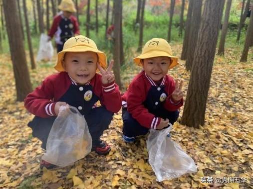 五华三幼携西翥二幼开展银杏林探秋活动