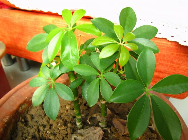 鹅掌柴 鹅掌柴（鹅掌柴种植密度） 生活