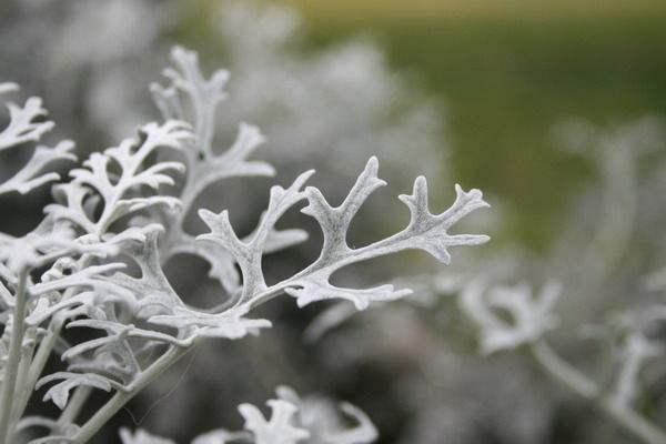 雪叶莲