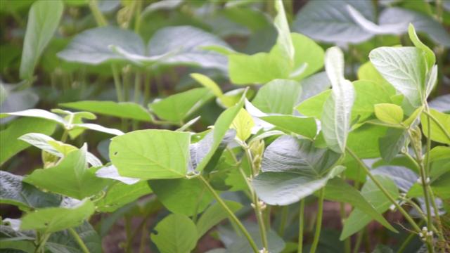 大豆结荚后虫害爆发？掌握正确的防治技巧，豆荚没虫咬2