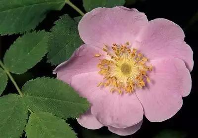 50种浪漫鲜花花语大全 50种浪漫鲜花花语大全（50种浪漫鲜花花语大全图片） 生活