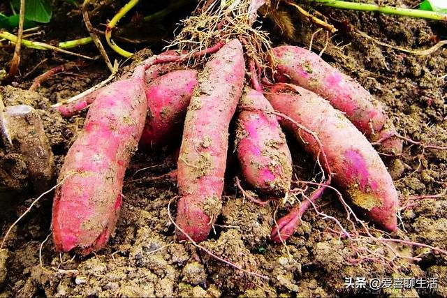 霜降来临，要多吃6种根菜，顺应时节应季而食，安稳度过季节交替