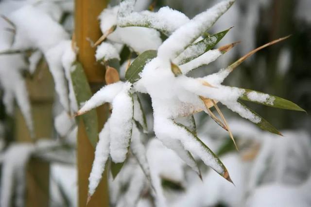 雪后的竹子图片图片