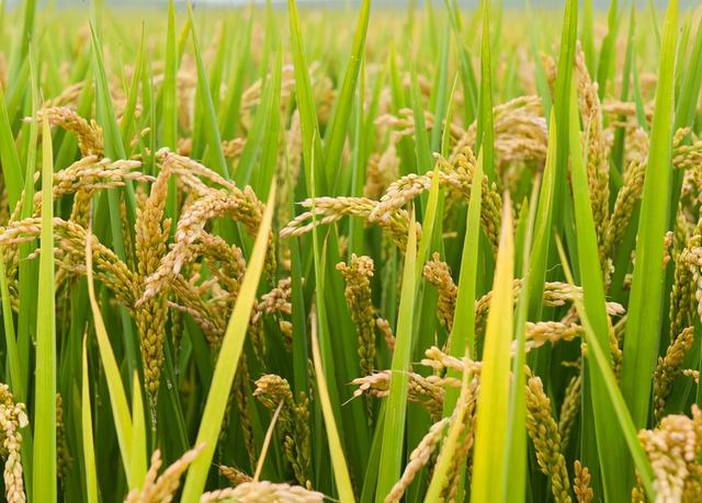 盐碱地水稻赤枯病的发生与综合防治技术