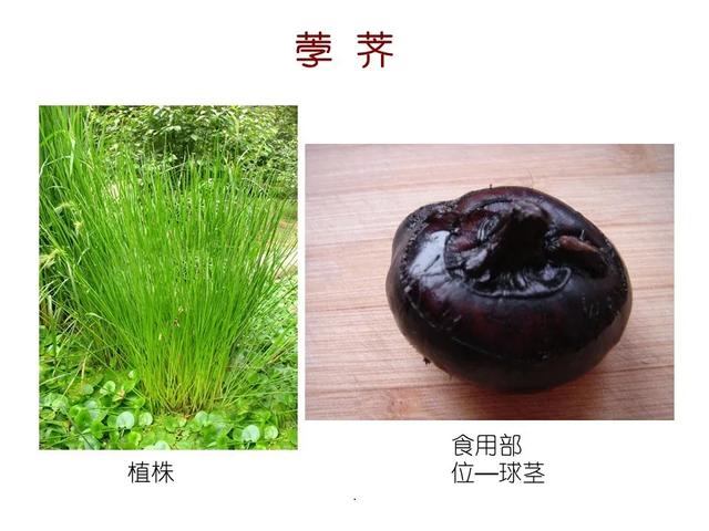 水生植物种类