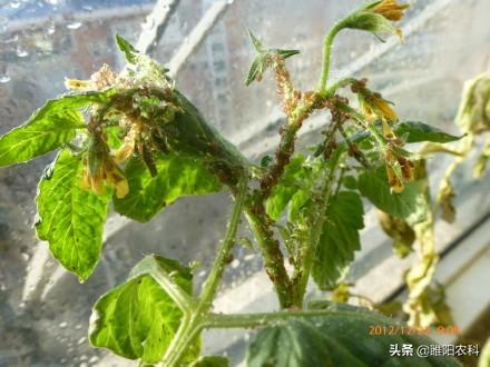 吡虫啉这几种使用方法，比喷施效果高3～5倍，为什么农民很少应用