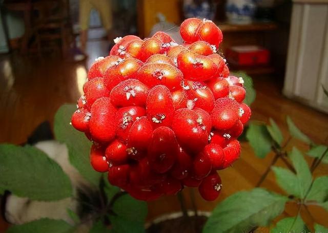 一株 人参苗 成盆栽 观花赏果还能长 人参 关键超好养活 全网搜
