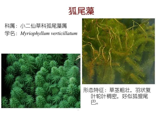 水生植物种类 水生植物种类（水生植物100种） 生活