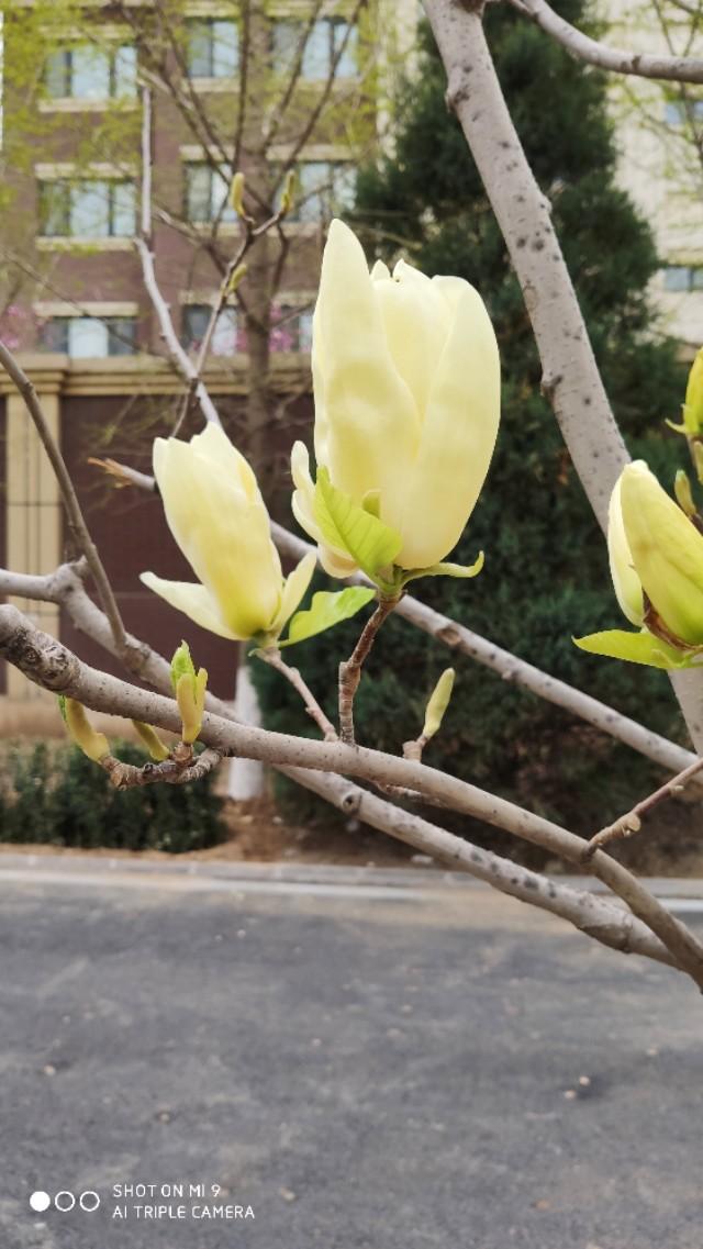 黄玉兰直到暮春时节,我听邻居告诉我椿楸园敬老院后