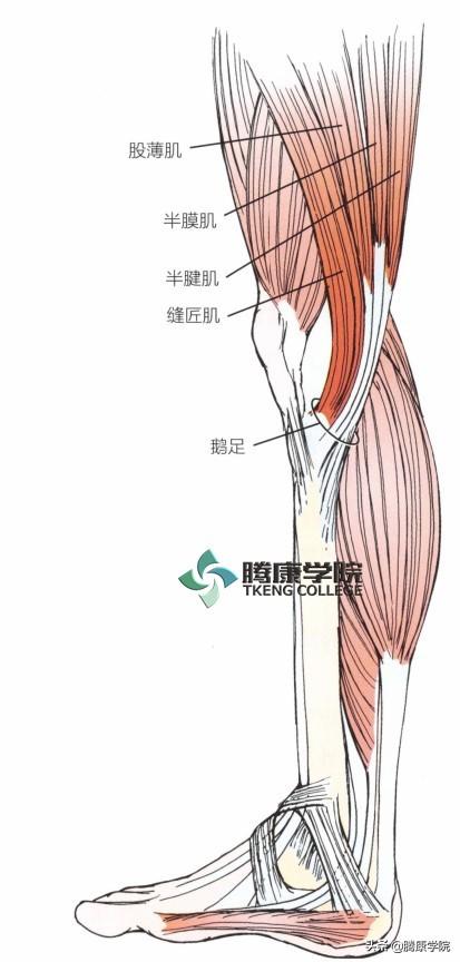 膝關節肌肉 中國熱點