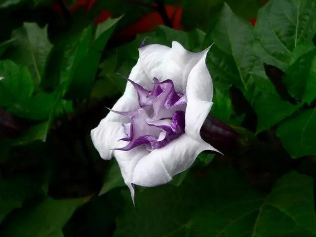 冥界之花有哪些（盘点6种很美的“冥界之花”）