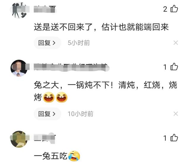 兔子的图片