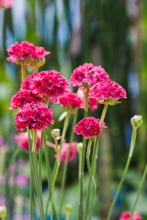 石竹花花语 石竹花花语（石竹花花语是什么） 生活