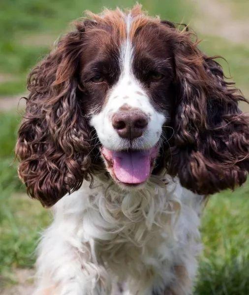 英国跳猎犬