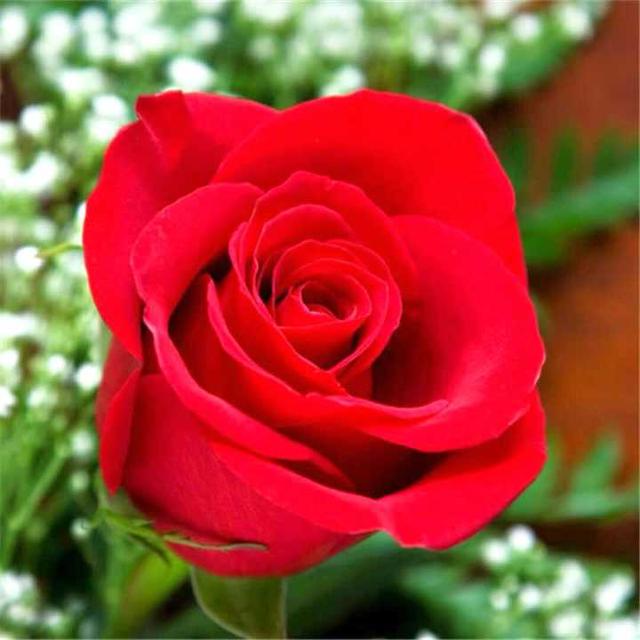太空玫瑰七夕亮相，花期远超其它玫瑰，来自神舟四号，已培育19年