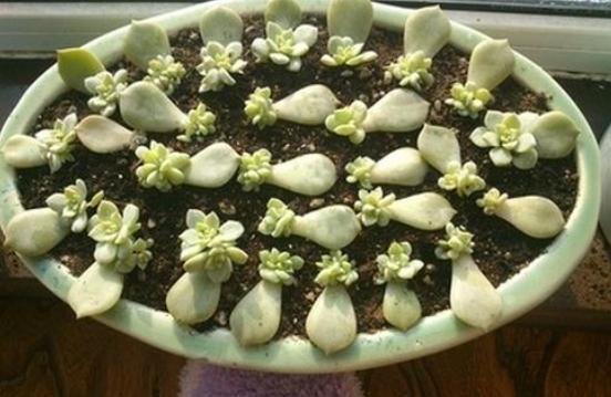 多肉繁殖 多肉繁殖，多肉繁殖叶插 生活
