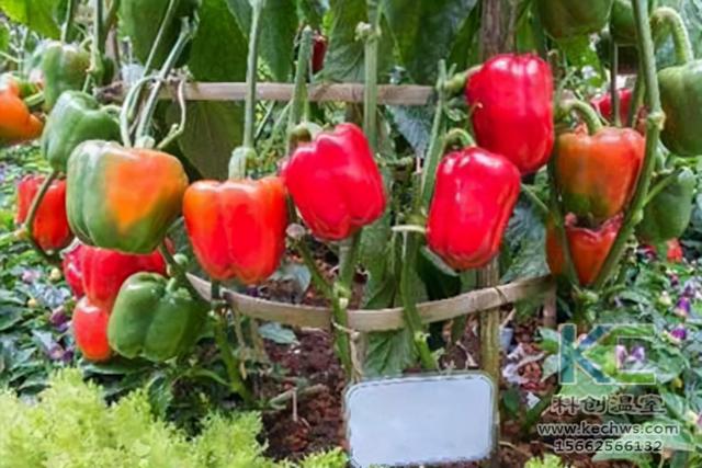 温室大棚辣椒种植技术与管理 温室辣椒种植管理