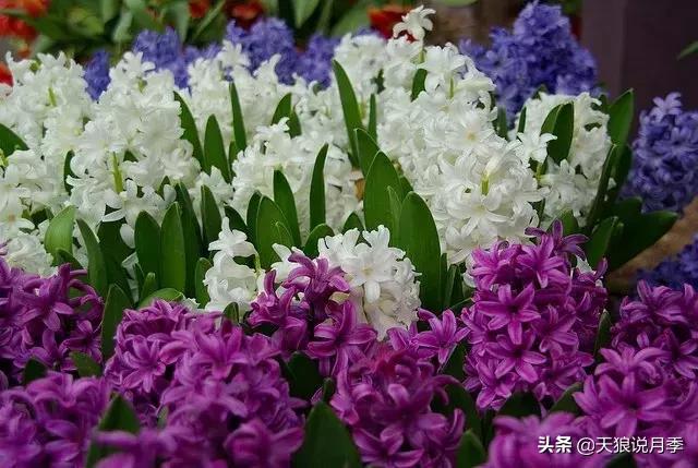 水培风信子 水培风信子（水培水仙花正确养法） 生活