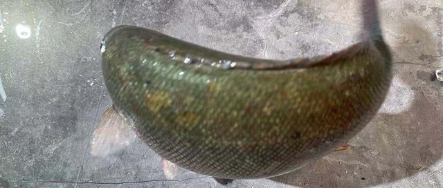 翡翠斑魚 源於澳洲的淡化養殖海水魚 成為首個國標四 零 魚 Kks資訊網