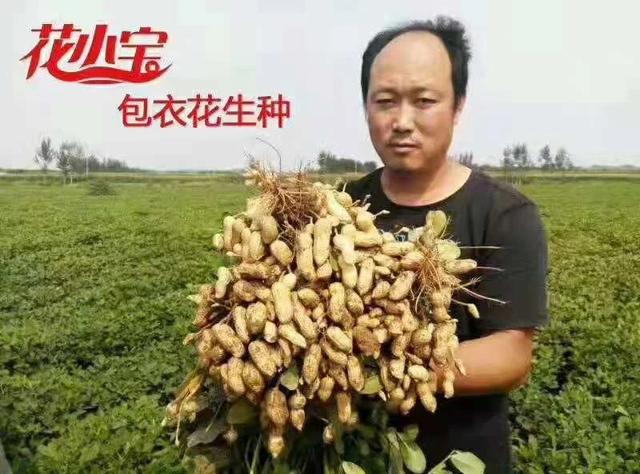 花生生长后期病害防治8