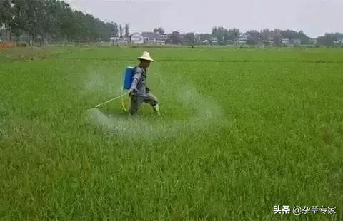 “万能除草剂”百草枯的替代品，每亩省20多元