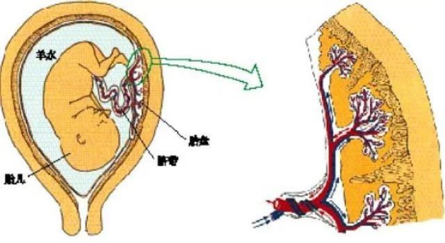 胎儿的生命之源——产科医生眼中的胎盘