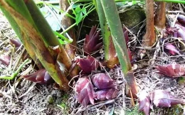 12種可食用野菜，怎麼做都好吃，再不挖點嘗嘗，就要老瞭