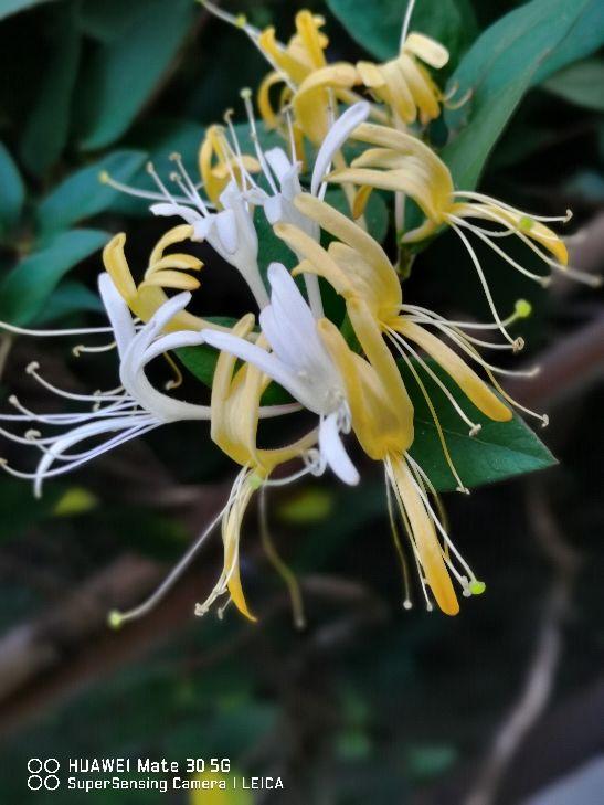 8种“安全花”，家里有老人孩子孕妇都能养，反而清新养人