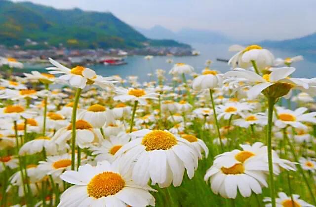 除虫菊 除虫菊（除虫菊花） 生活