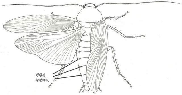 蟑螂繁殖