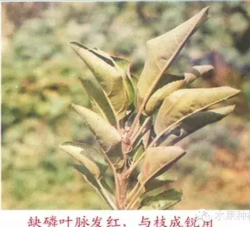 图文详解：苹果树常见8种缺素症表现+防治7