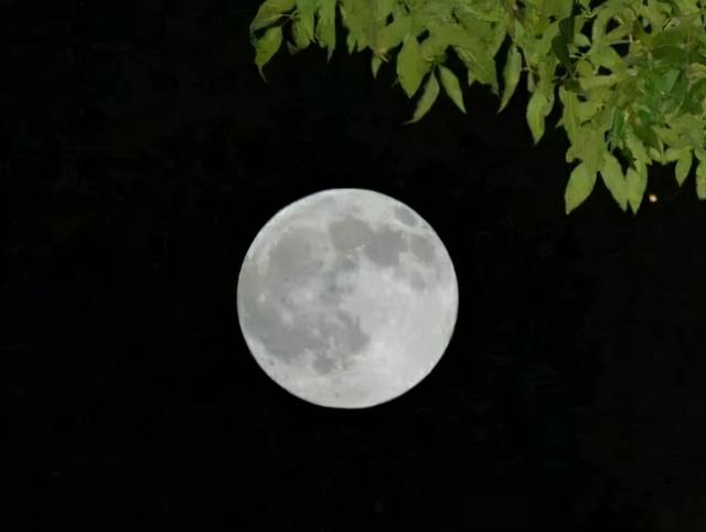 月明星稀乌鹊南飞 月明星稀乌鹊南飞意思 海象百科