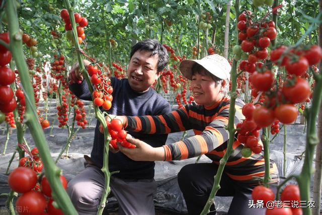 噻虫嗪治棉铃虫太厉害了！除虫干净又彻底，一季没虫害，真管用10