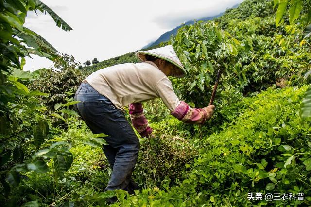 农药之王草甘膦，高温和下午用哪个效果好？还有更好的，死草更快