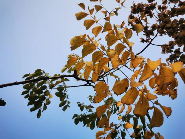 秋天的树叶像什么(秋天的树叶像什么东西)-中国荷都网