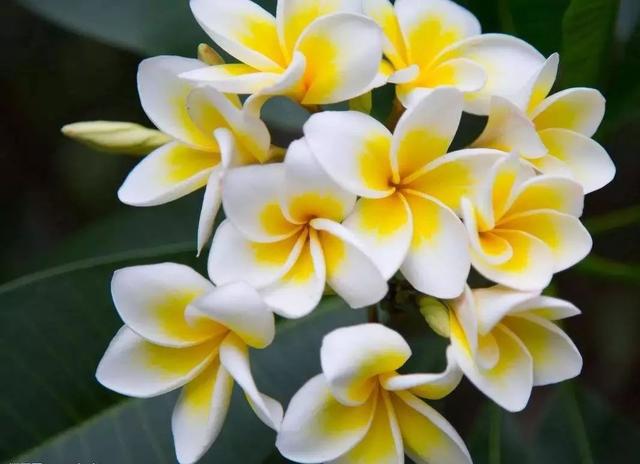 国花 国花（国花图片） 生活