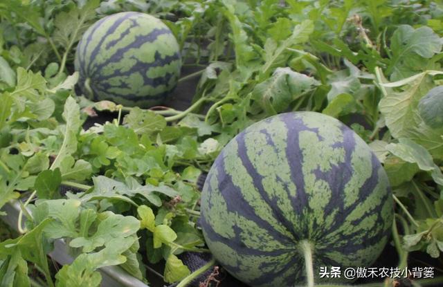 芸苔素内酯、胺鲜酯、复硝酚钠，作用看似差不多，但实际差别很大13