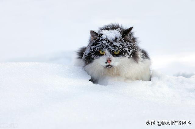 专门吓老鼠的猫叫声图片