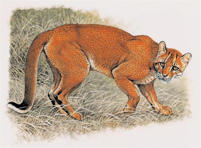 亚洲金猫 亚洲金猫（亚洲金猫可以家养吗） 动物